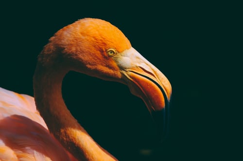  orange bird 