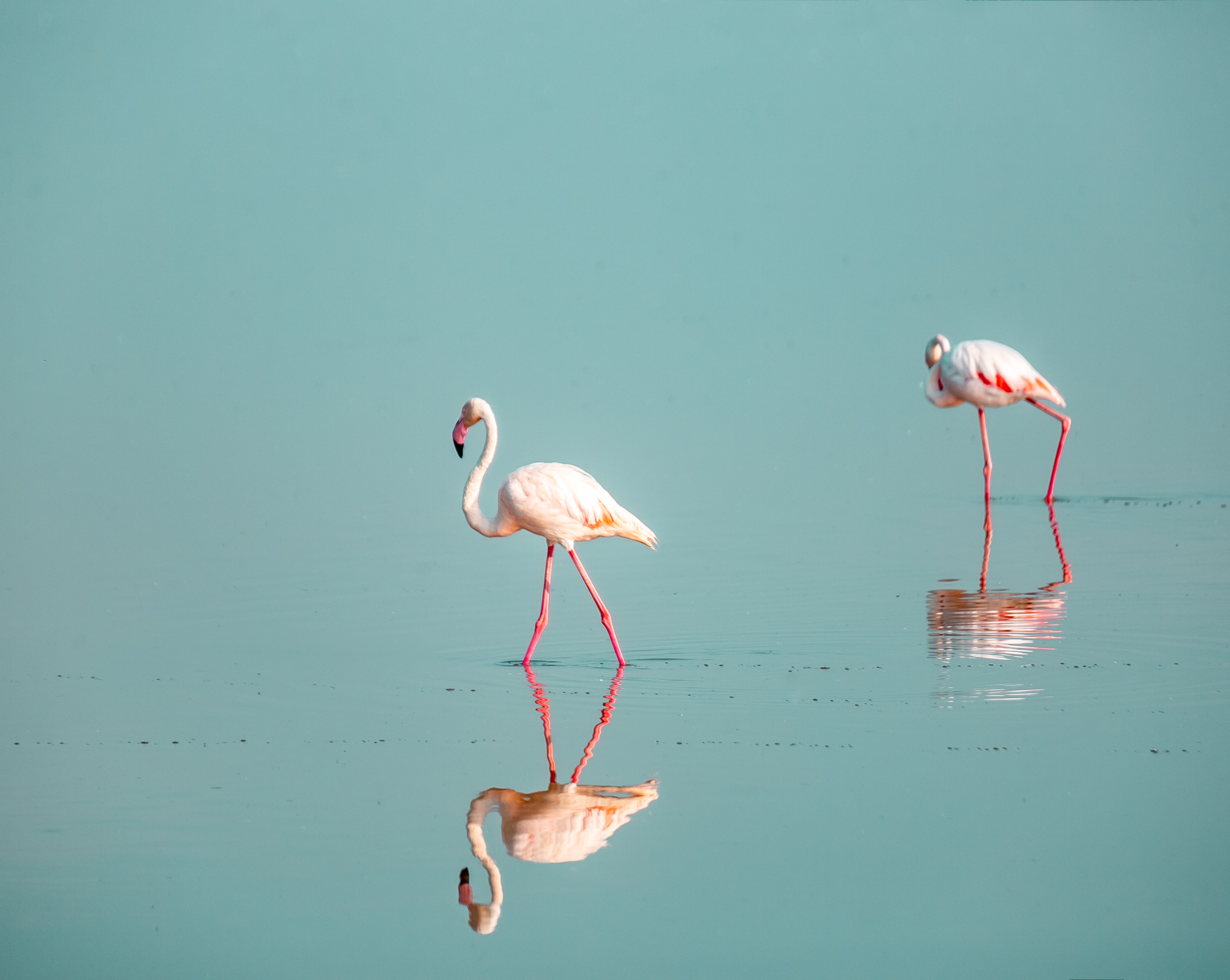  flamingoes 